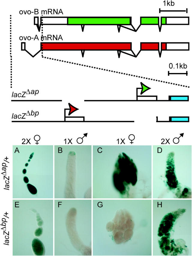 Figure 1.—