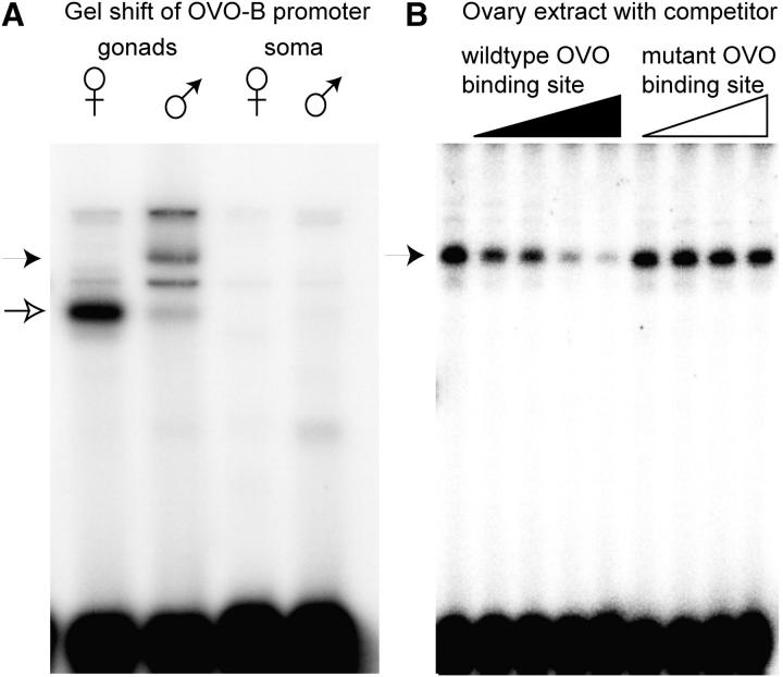 Figure 4.—