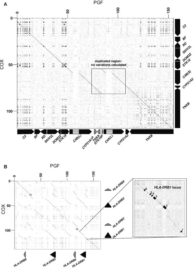 Complete MHC Haplotype Sequencing for Common Disease Gene Mapping - PMC