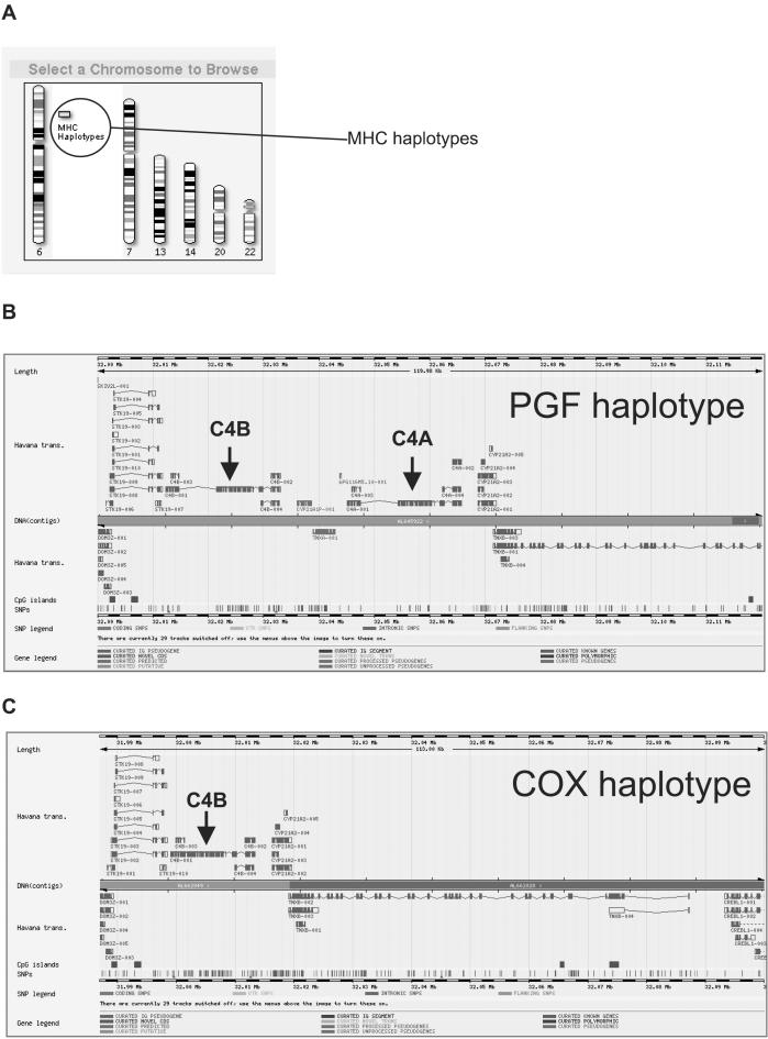 Complete MHC Haplotype Sequencing for Common Disease Gene Mapping - PMC