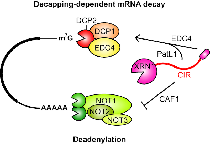 Figure 6.