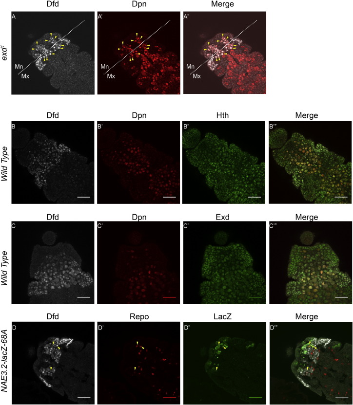 Supplementary Fig. 2