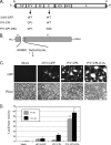 FIG. 1.