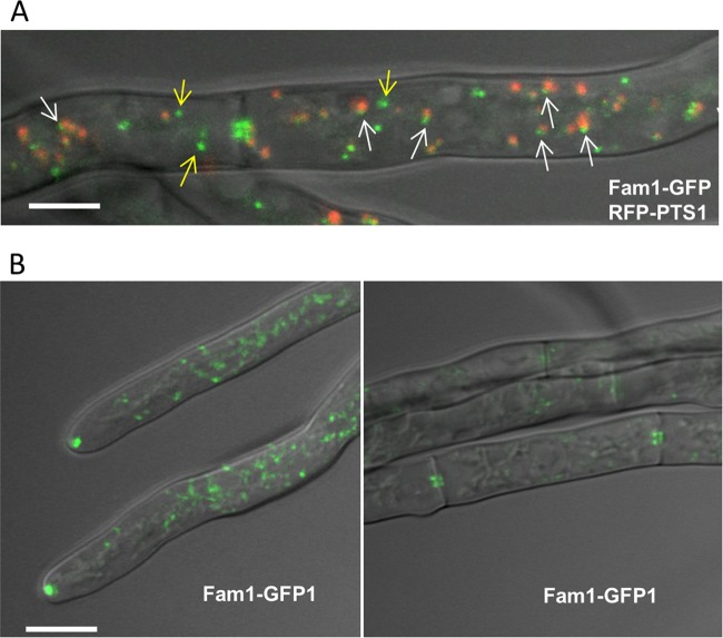 FIG 4 