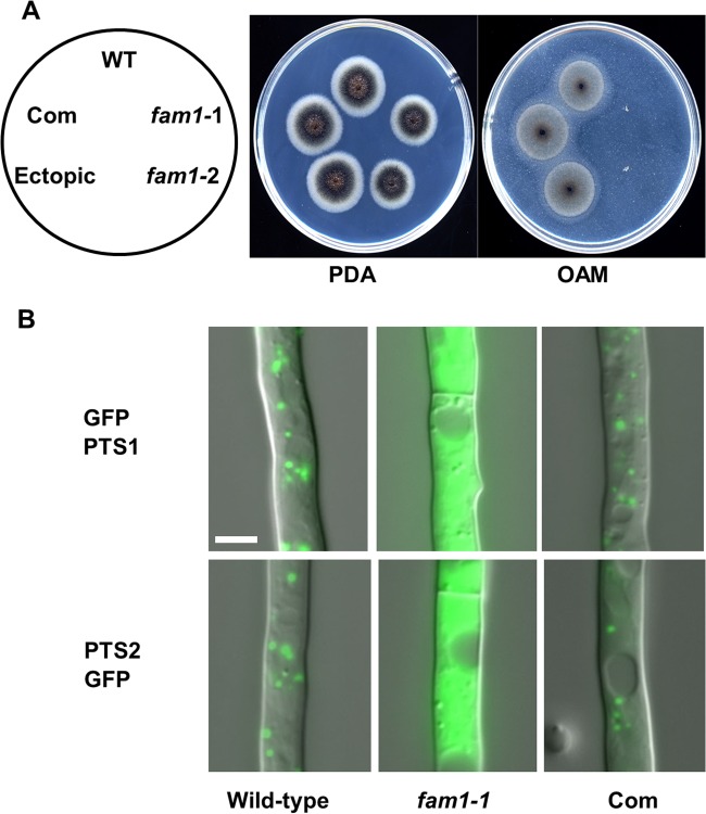 FIG 2 