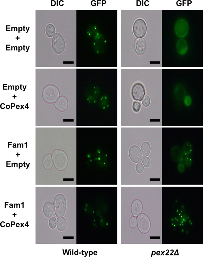 FIG 1 