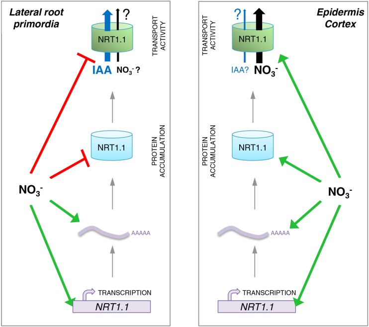 Figure 7.