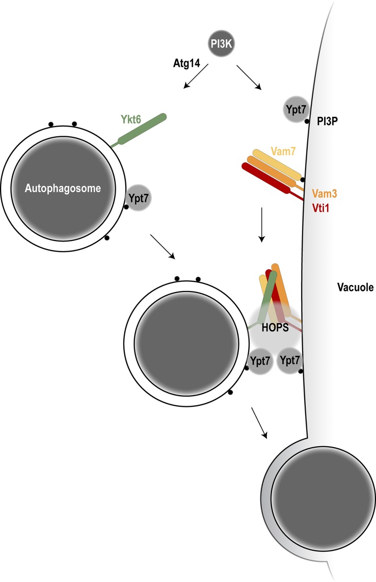 Figure 7.