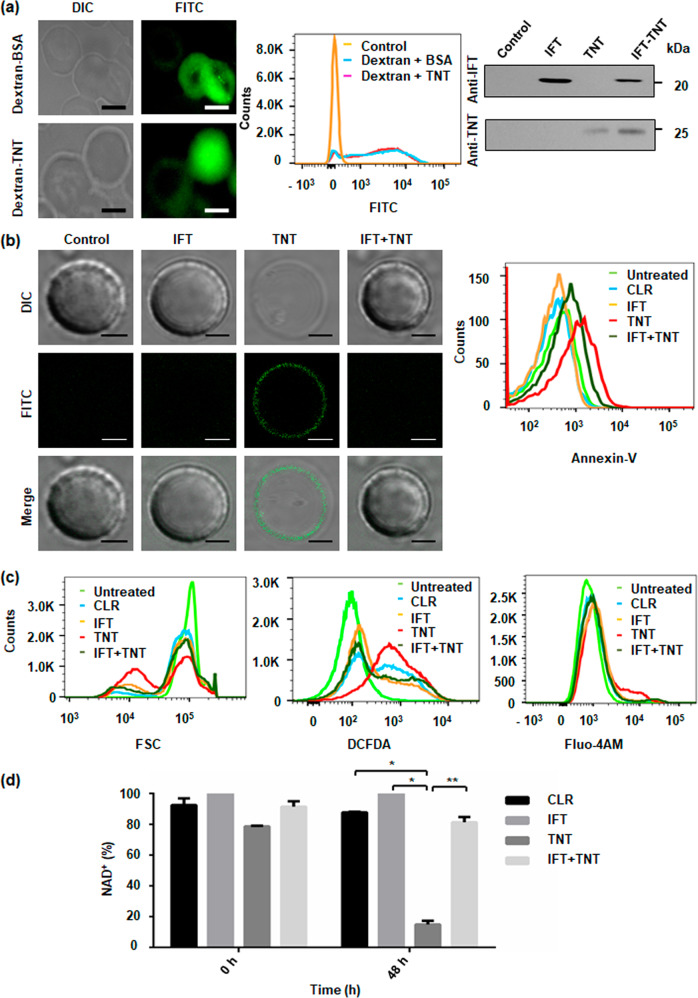 Fig. 4