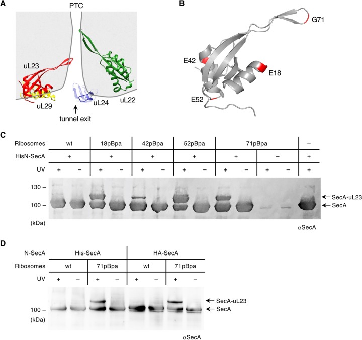 FIG 1