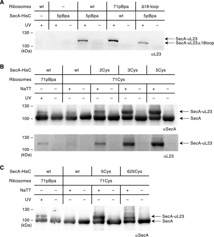 FIG 3