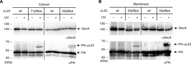 FIG 6