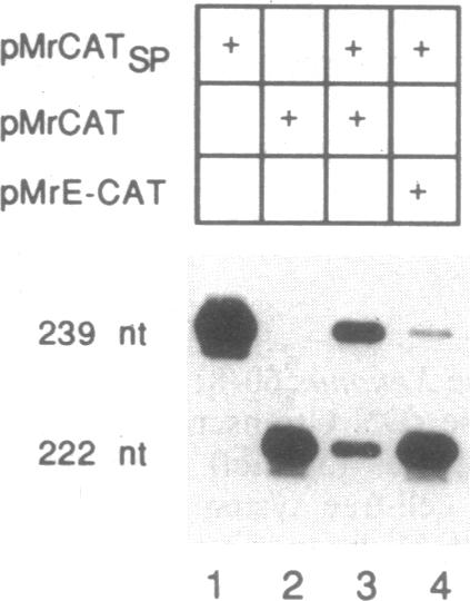 graphic file with name pnas01044-0193-c.jpg