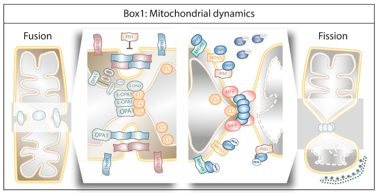 graphic file with name cells-08-00493-i001.jpg