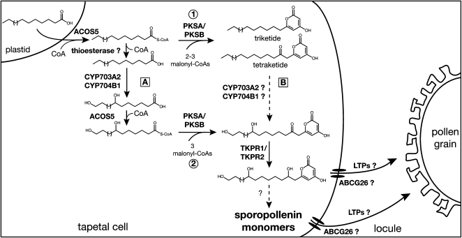 Figure 11.