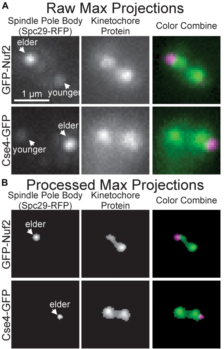 FIGURE 3