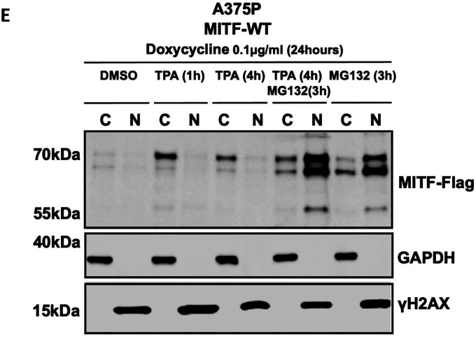 Figure 4: