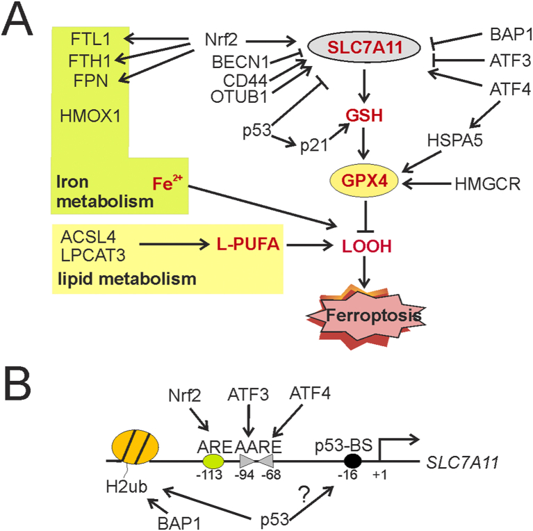 Figure 3