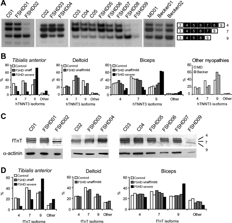 Fig. 11.