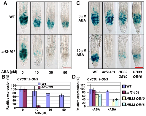 Auxin Response Factor2 (ARF2) and Its Regulated Homeodomain Gene HB33 ...