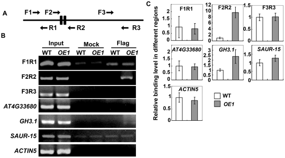 Auxin Response Factor2 (ARF2) and Its Regulated Homeodomain Gene HB33 ...