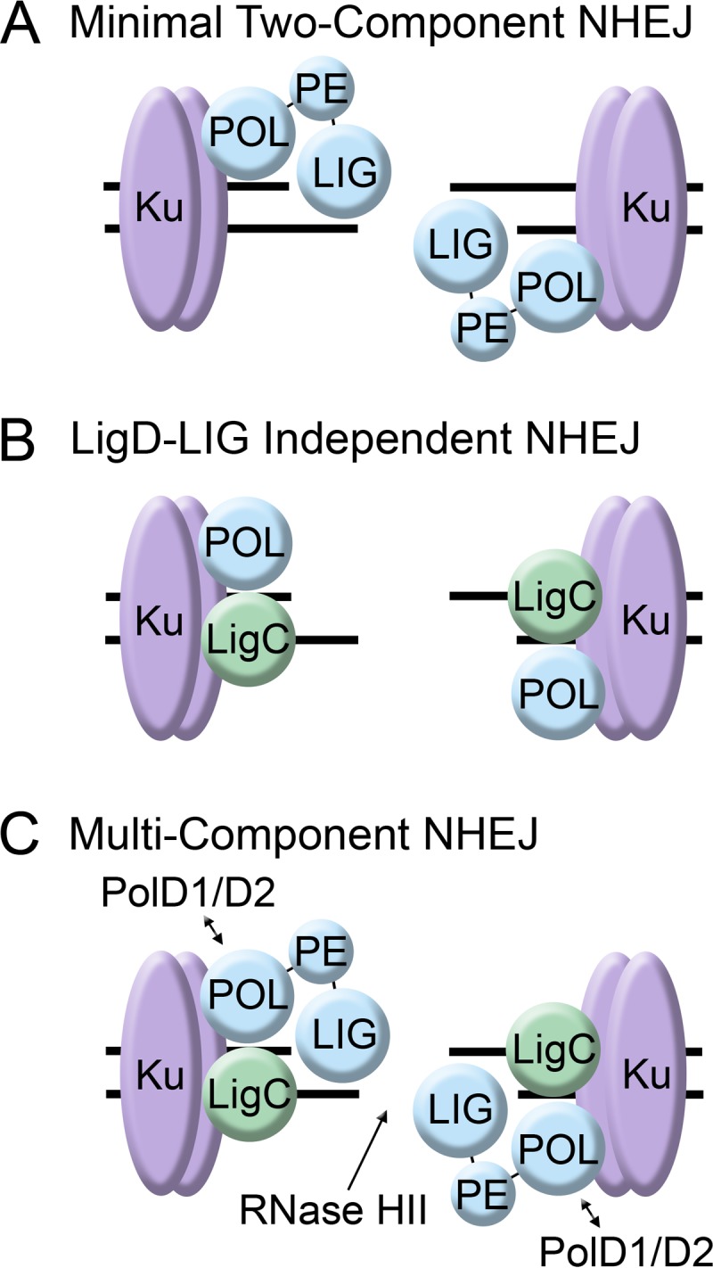 FIG 1