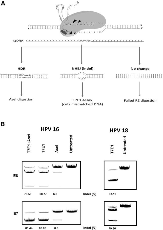 Figure 2