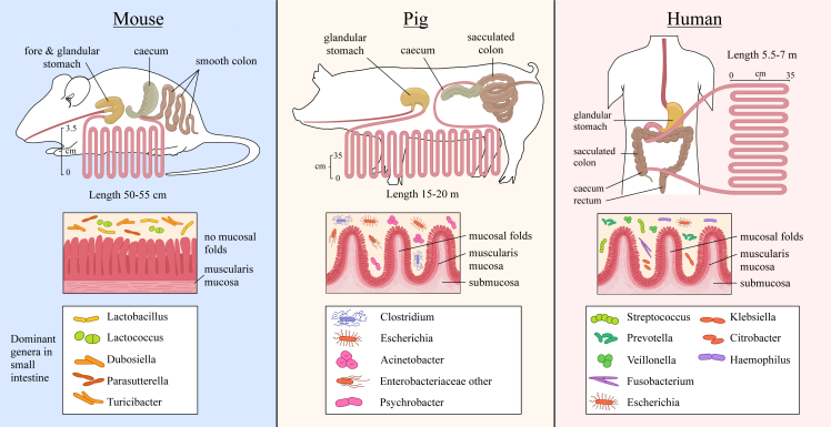 Figure 3