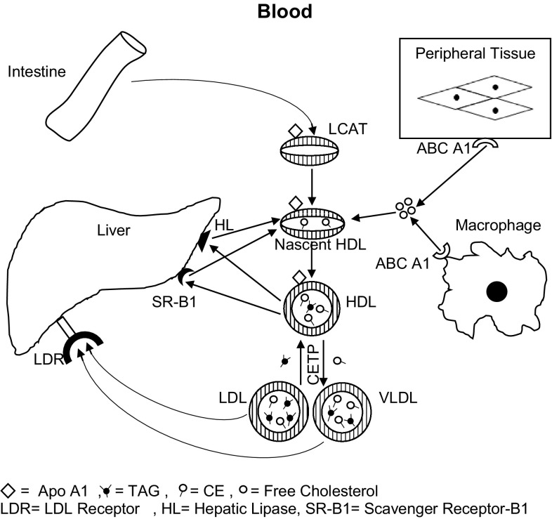 Fig. 1