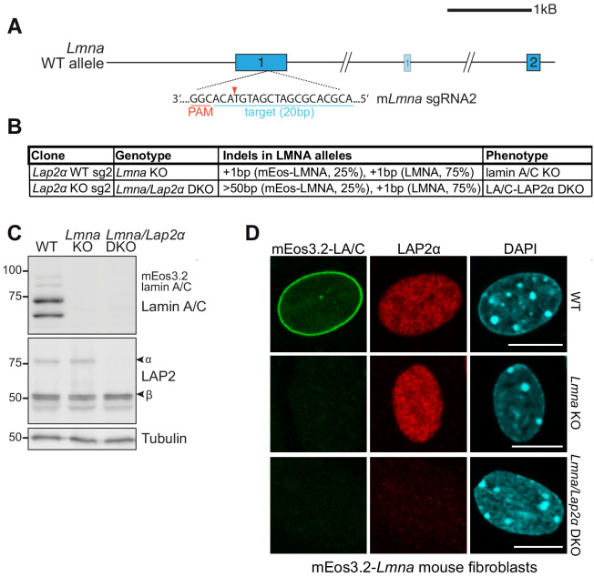 Figure 6—figure supplement 1.