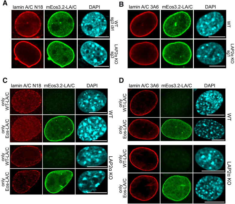 Figure 3—figure supplement 1.