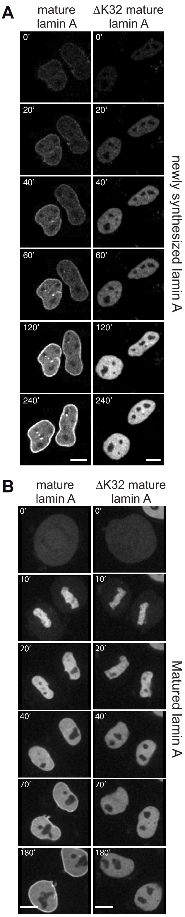 Figure 1—figure supplement 2.