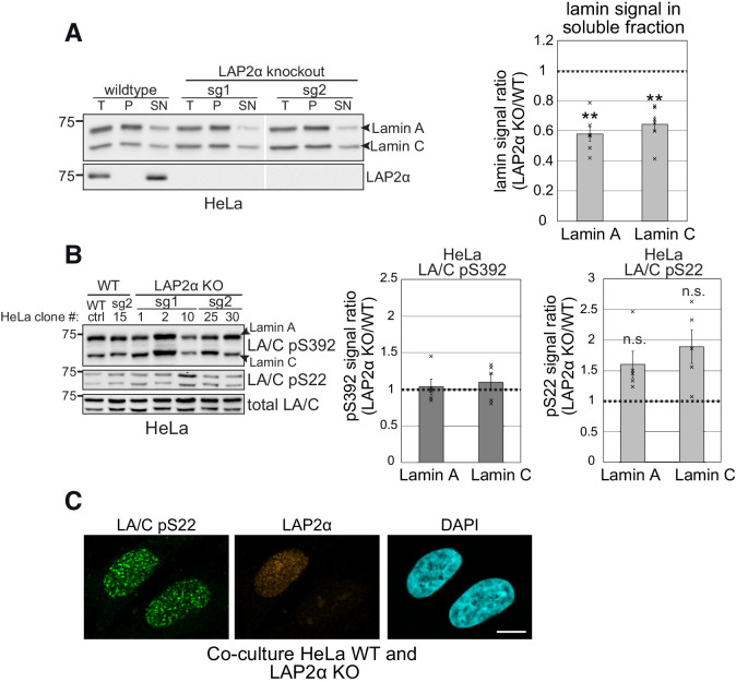 Figure 4—figure supplement 1.