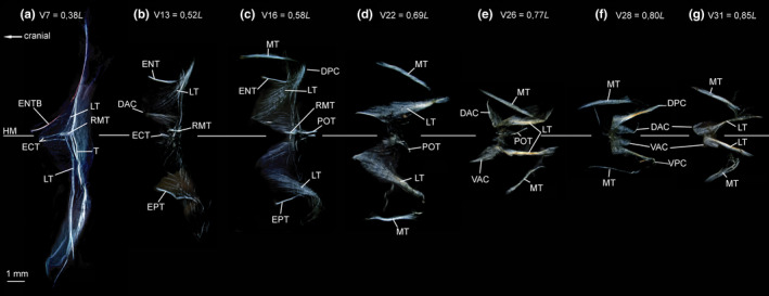 FIGURE 19