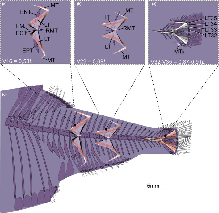 FIGURE 18