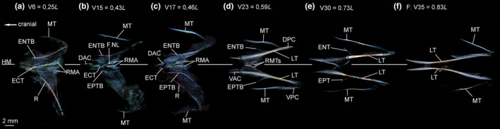 FIGURE 17