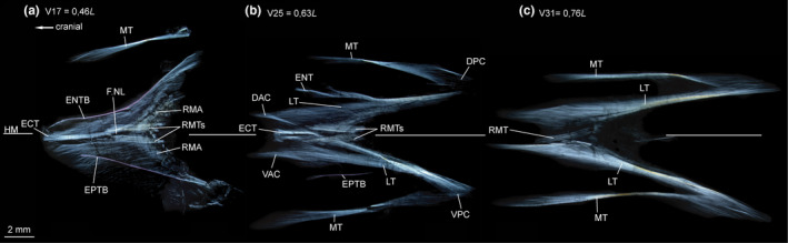 FIGURE 15