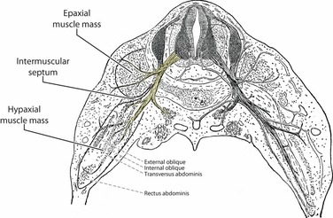 Fig. 16