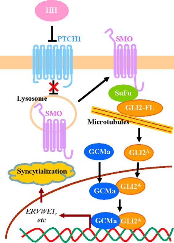 FIGURE 7.