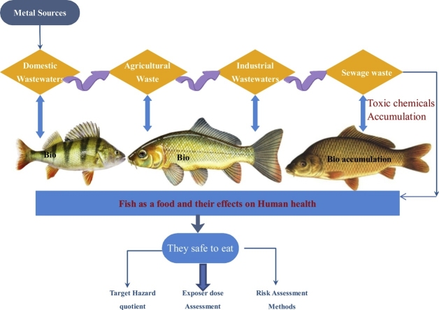 Bioaccumulation and potential sources of heavy metal contamination in ...