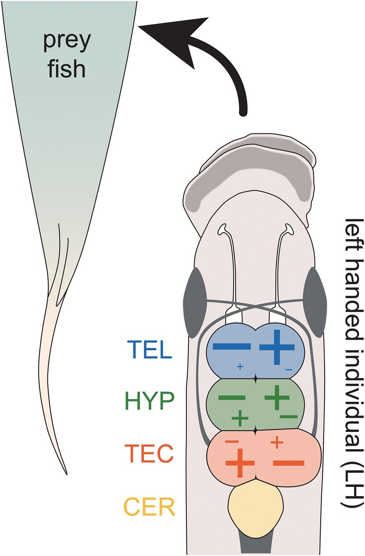 Fig. 5.