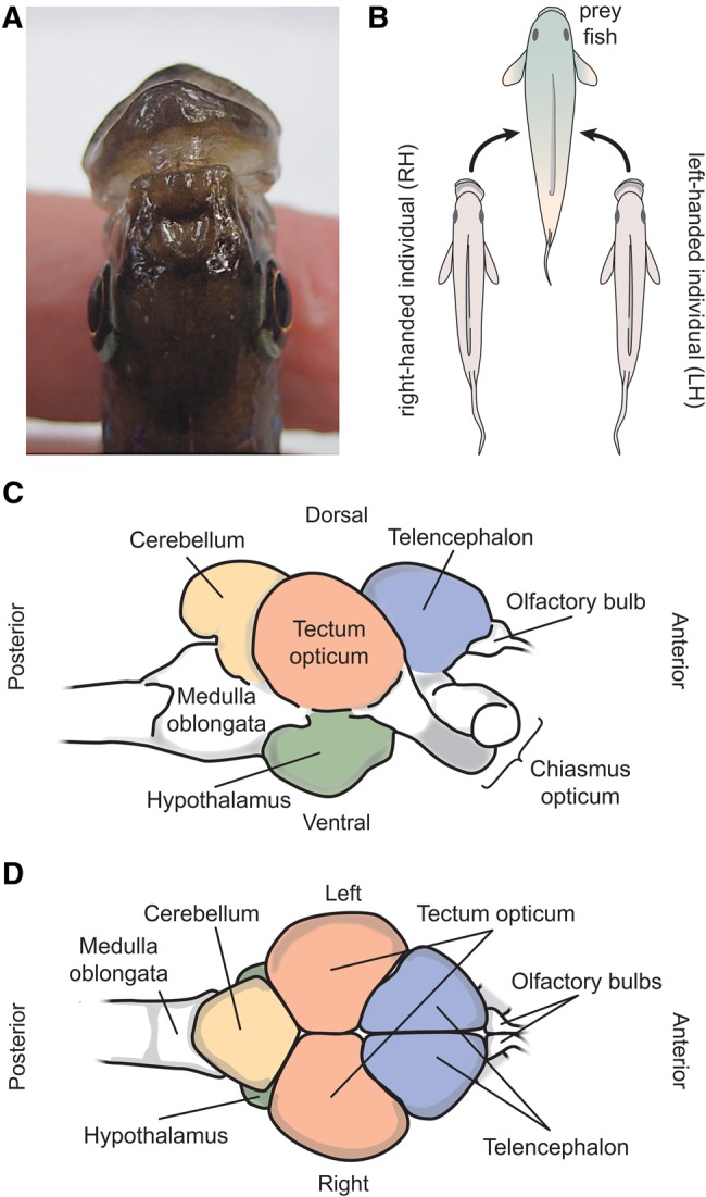 Fig. 1.