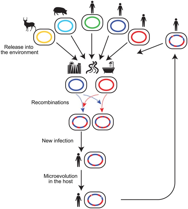 Fig. 7.