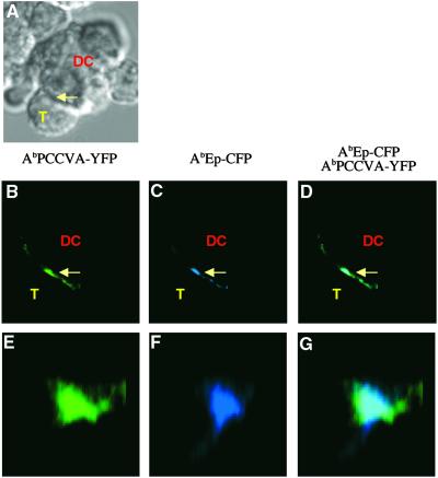 Fig 4.