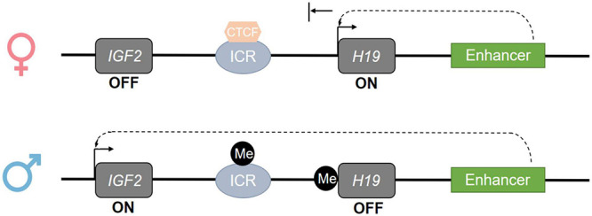 FIGURE 3