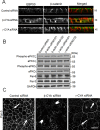 FIGURE 6: