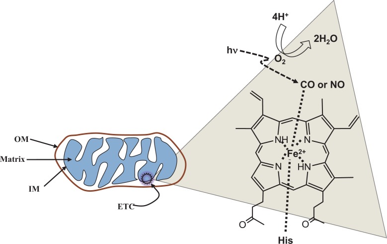 Fig. 1.