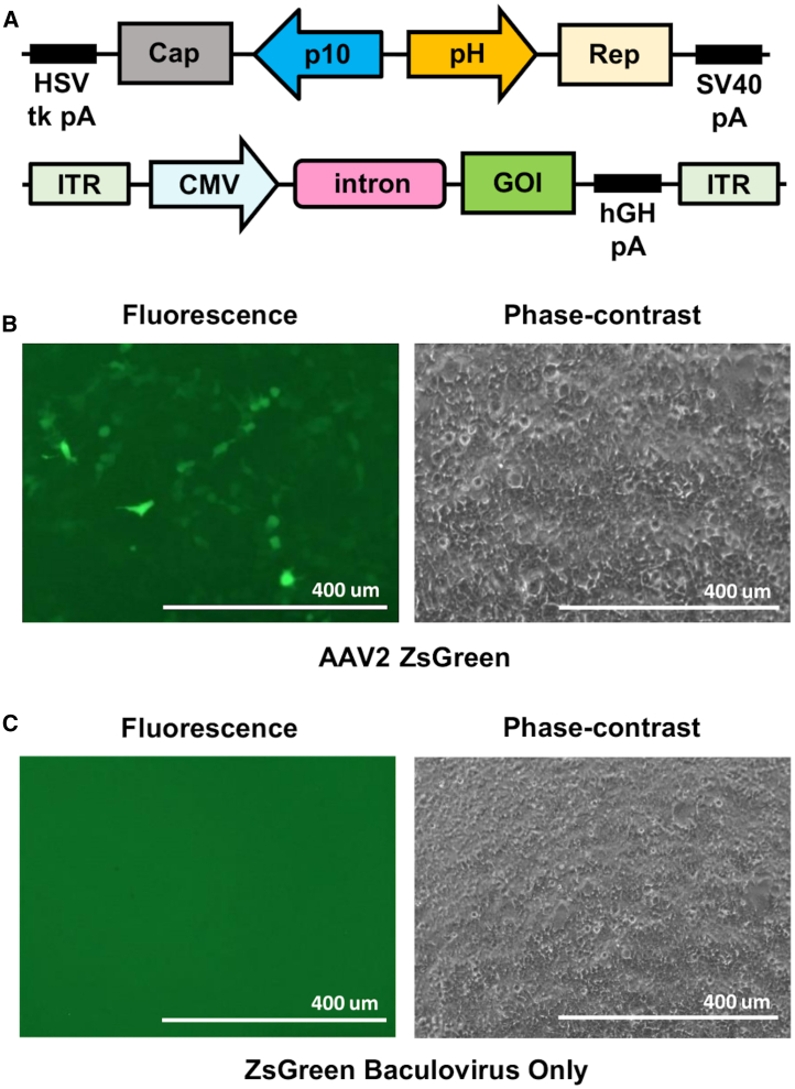 Figure 1