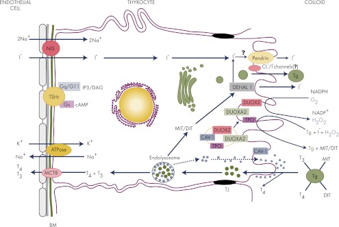 Figure 1.