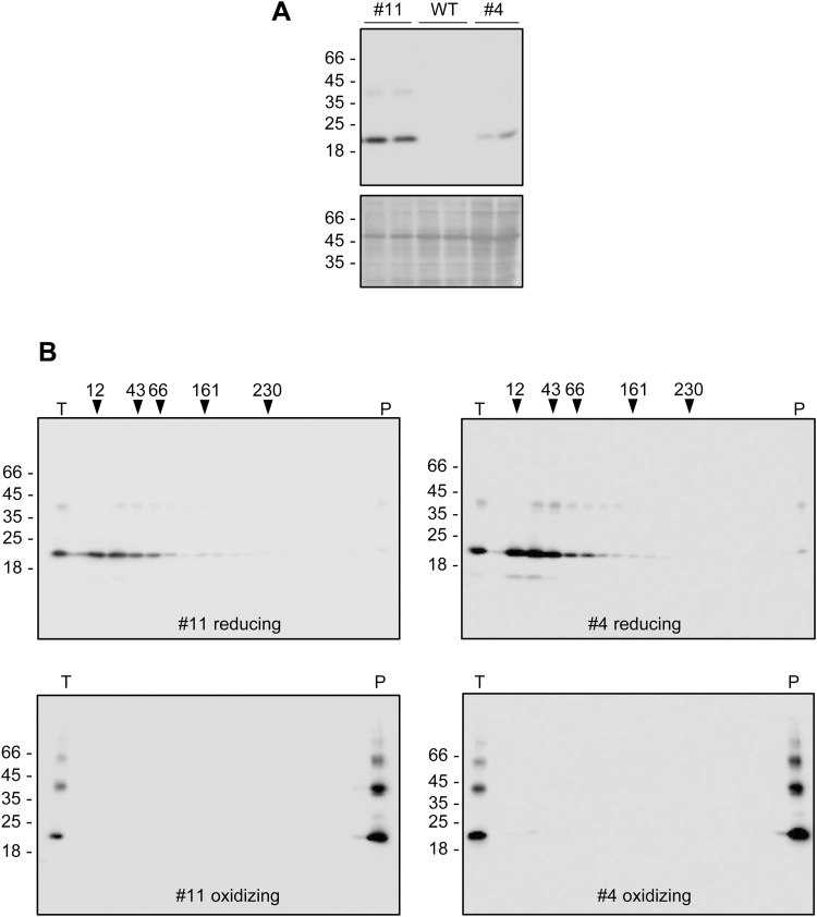 Fig. 5.